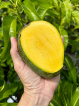 Mango Tree ‘M-4’