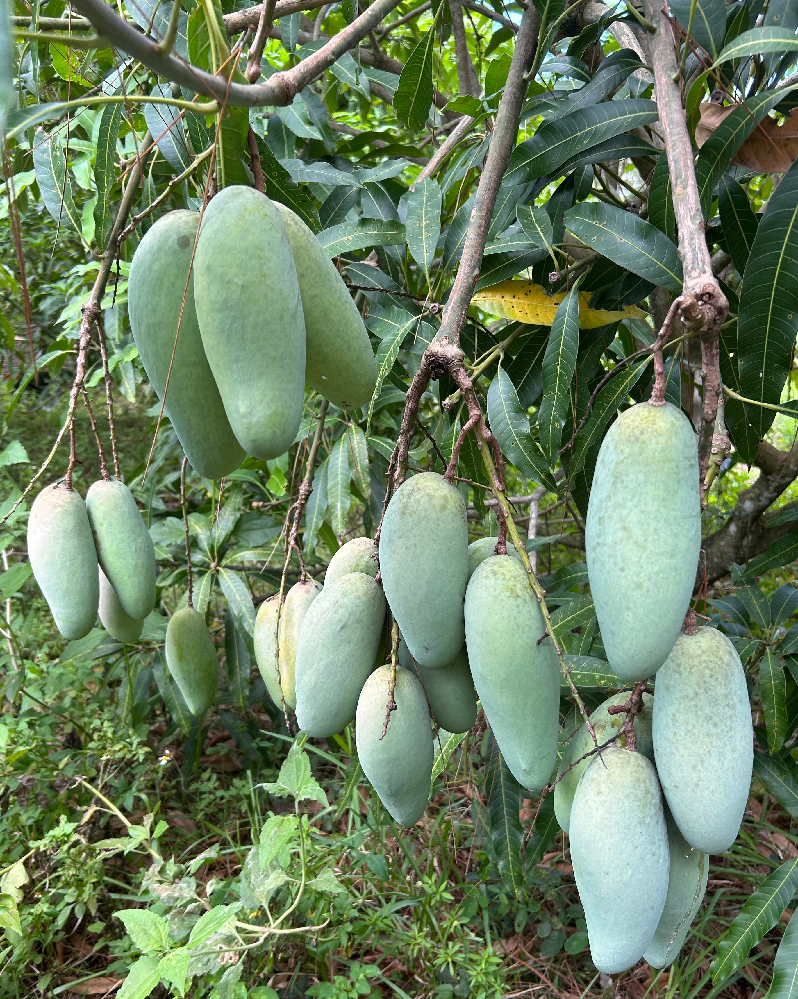 Mango Tree 'Maha Chanook' – Incredible Edible Landscapes