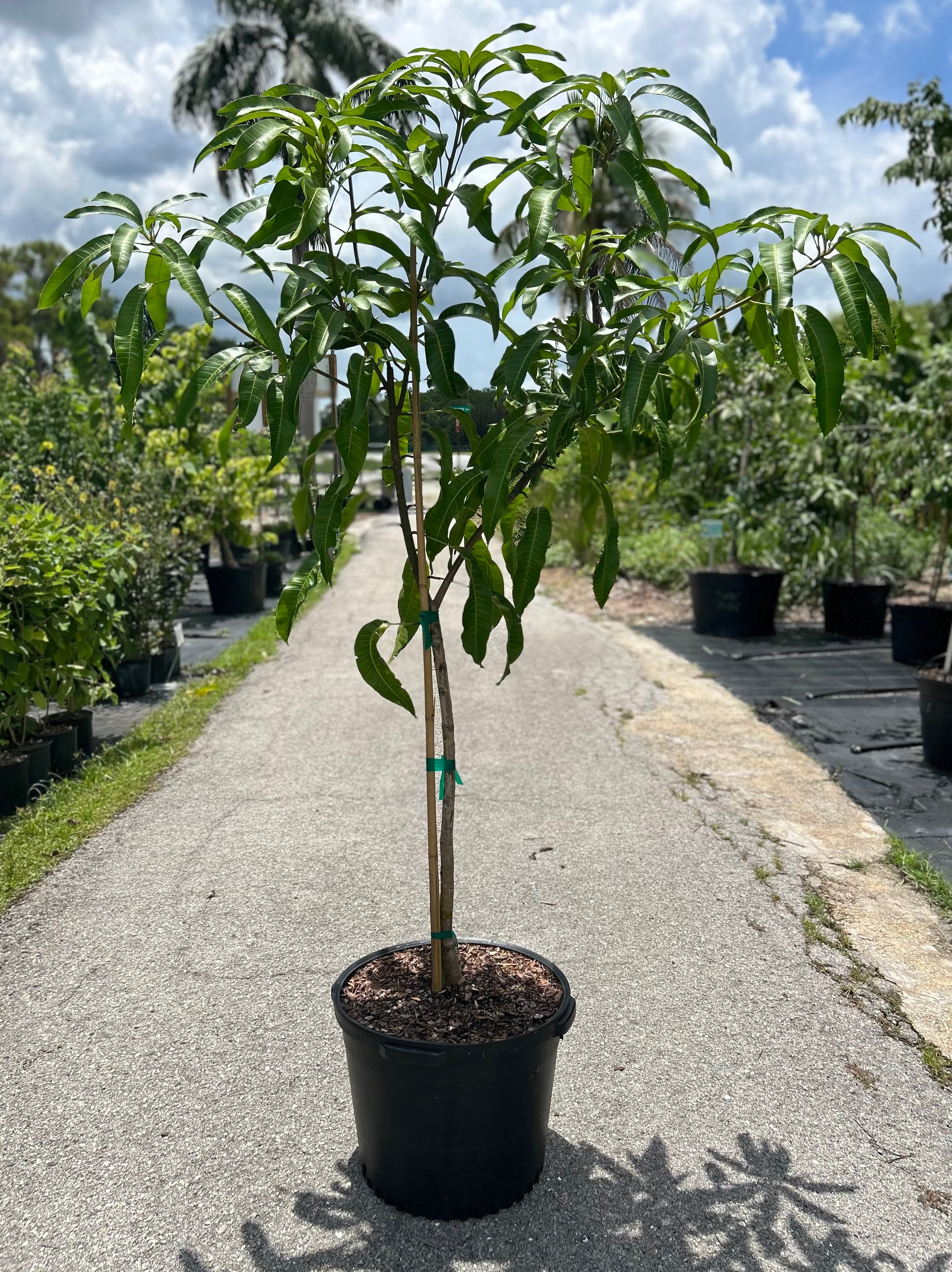 Incredible Edible Landscapes Mango Tree Nam Doc Mai