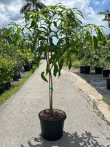 Mango Tree ‘O-15’