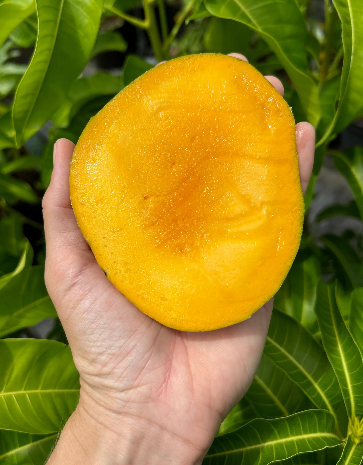 Mango Tree ‘Orange Essence’