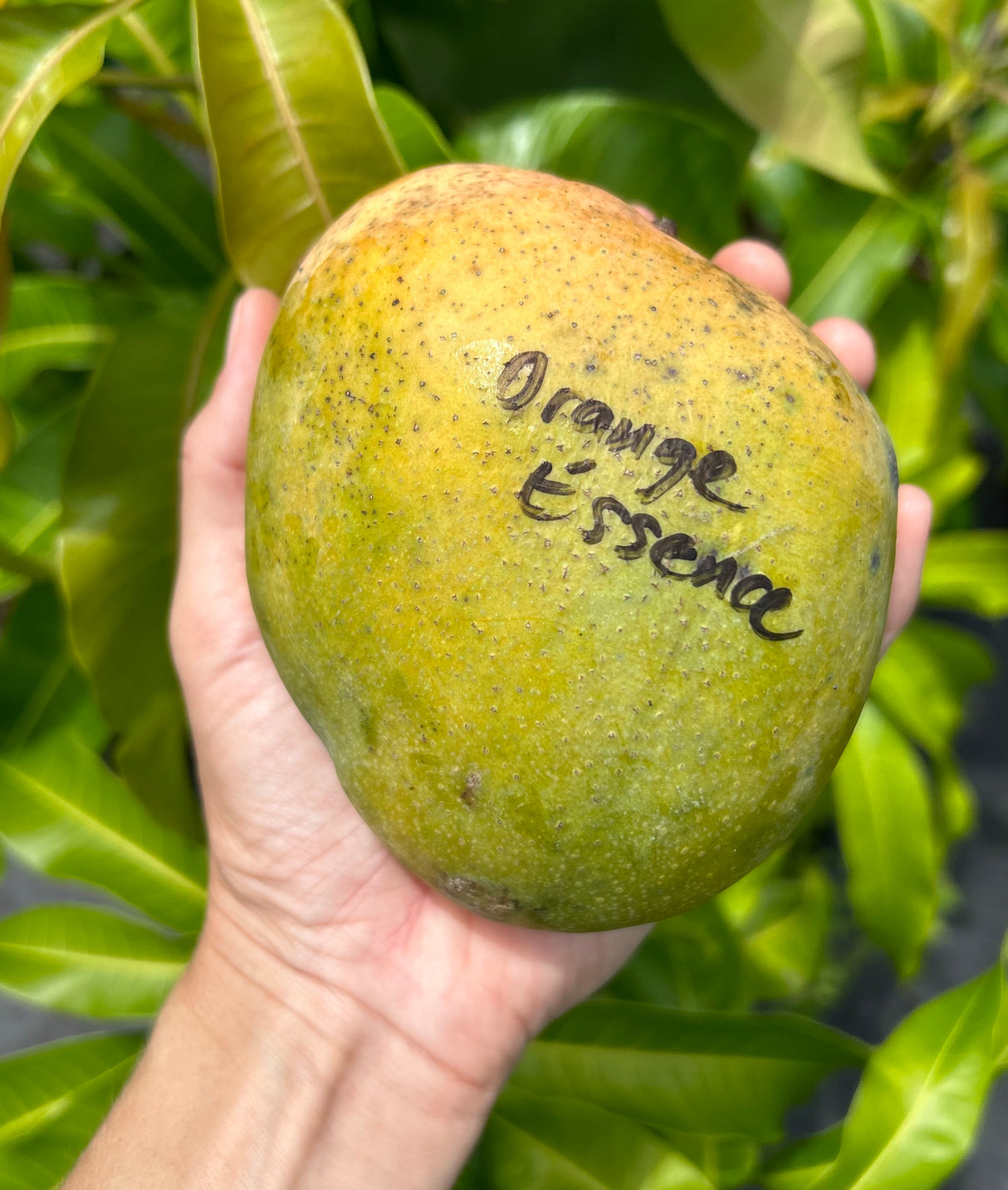 Mango Tree ‘Orange Essence’