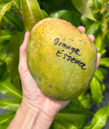 Mango Tree ‘Orange Essence’