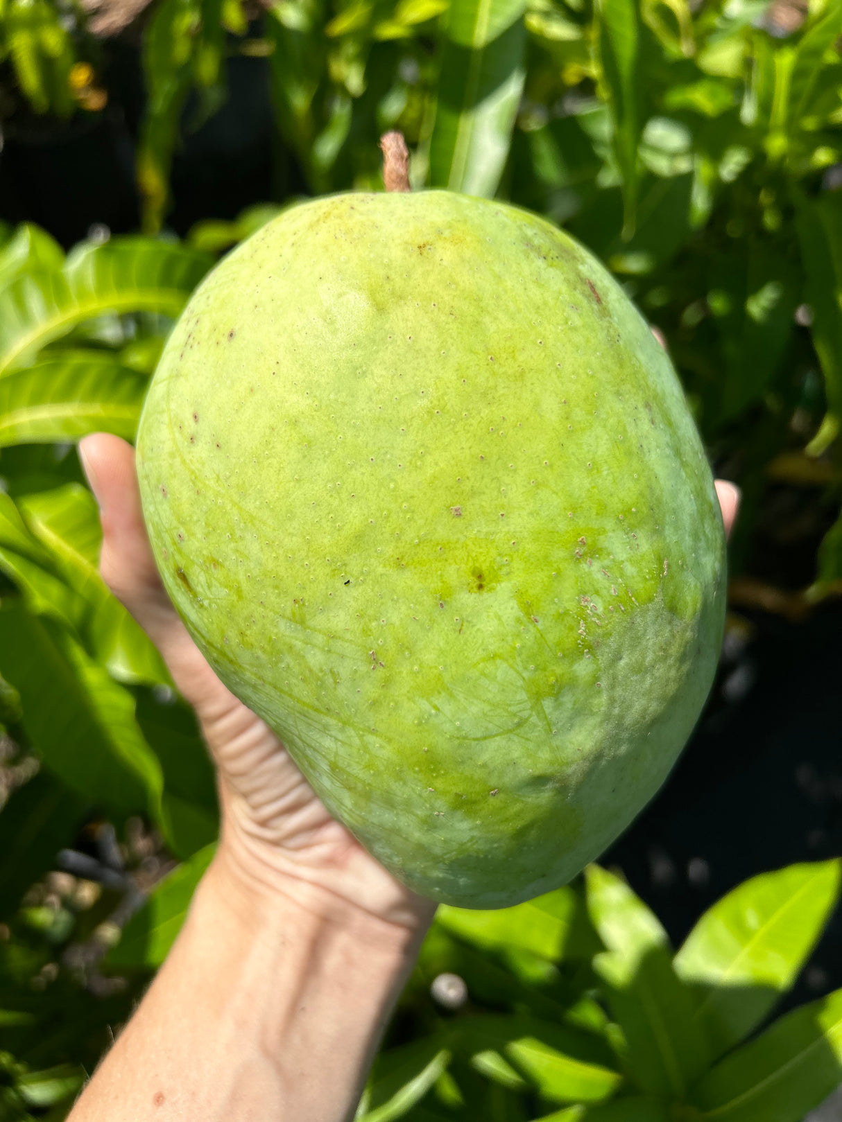Mango Tree ‘P-22’