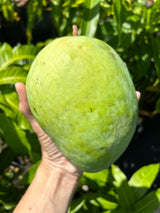 Mango Tree ‘P-22’