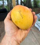 Mango Tree ‘Phoenix’