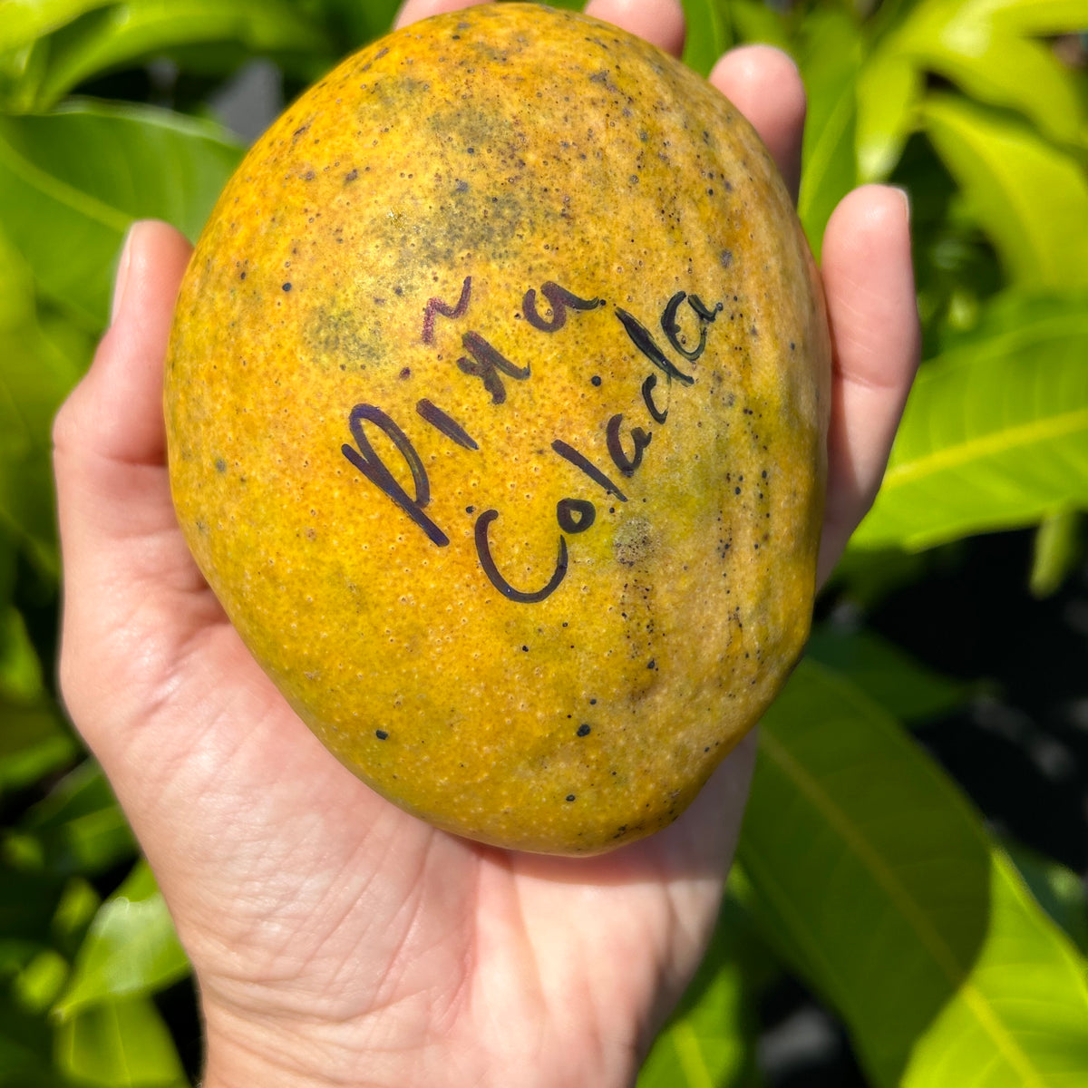 Mango Tree ‘Pina Colada’ – Incredible Edible Landscapes