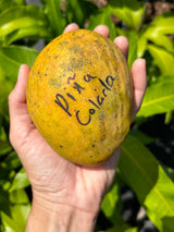 Mango Tree ‘Pina Colada’