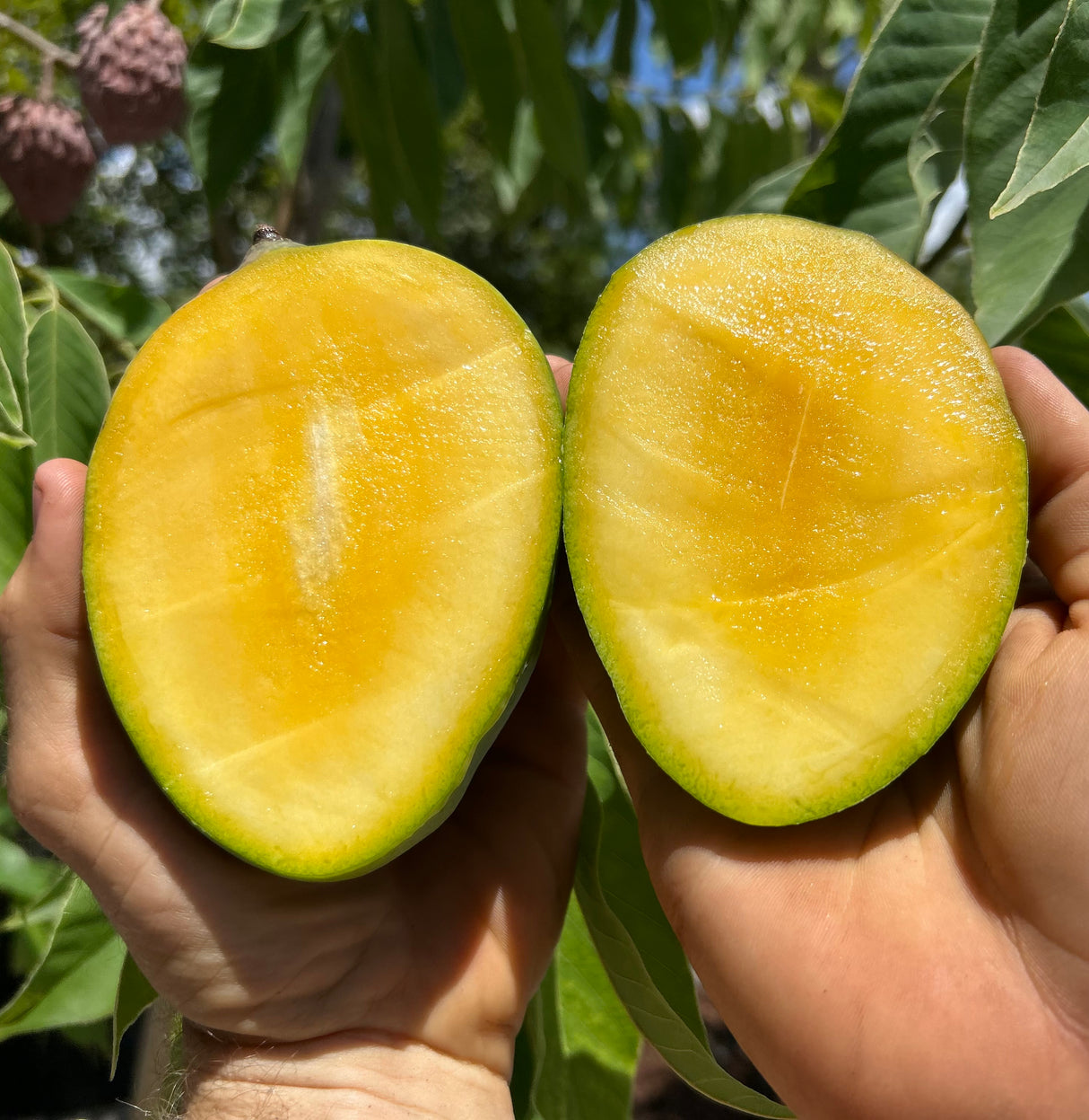 Mango Tree ‘Sugarloaf’