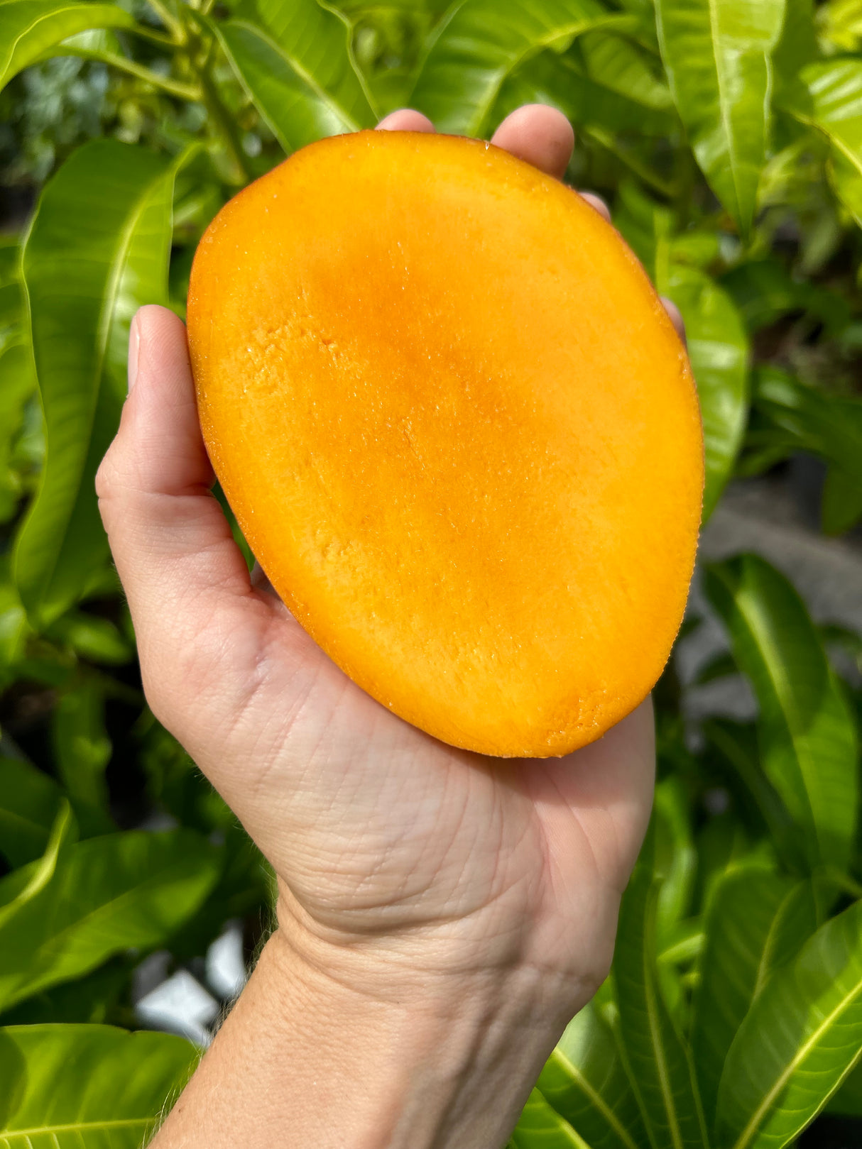 Mango Tree ‘Super Julie’