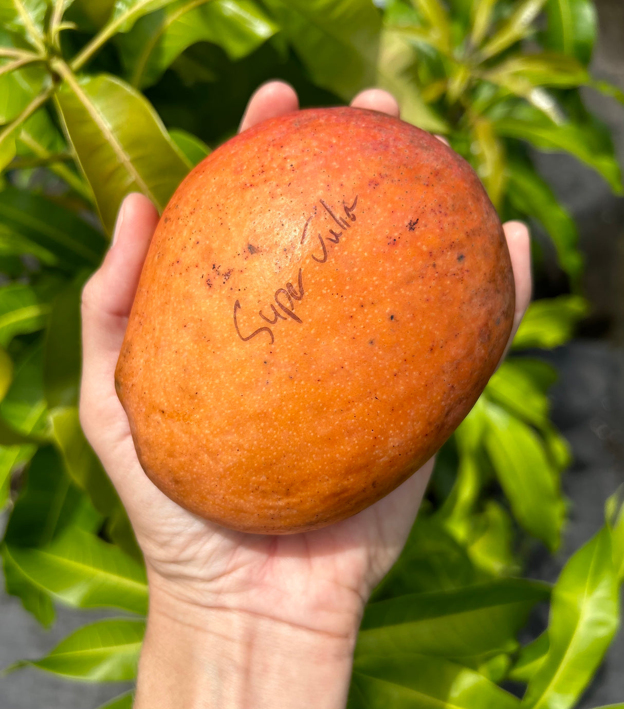 Mango Tree ‘Super Julie’