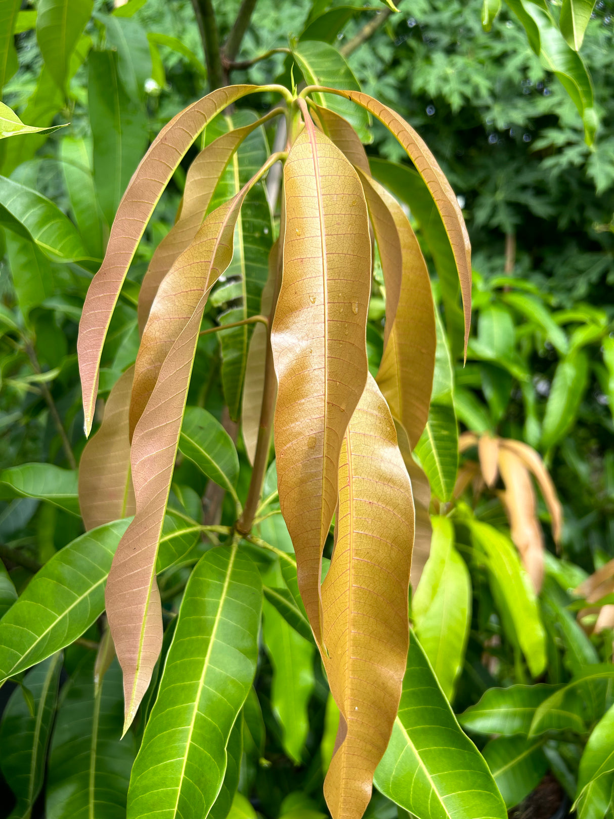 Mango Tree ‘Ugly Betty’