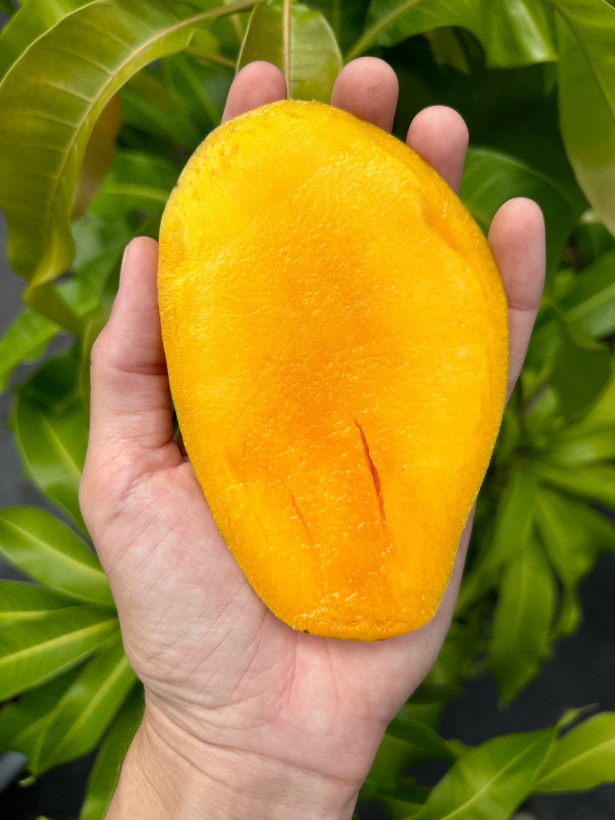 Mango Tree ‘Val Carrie’