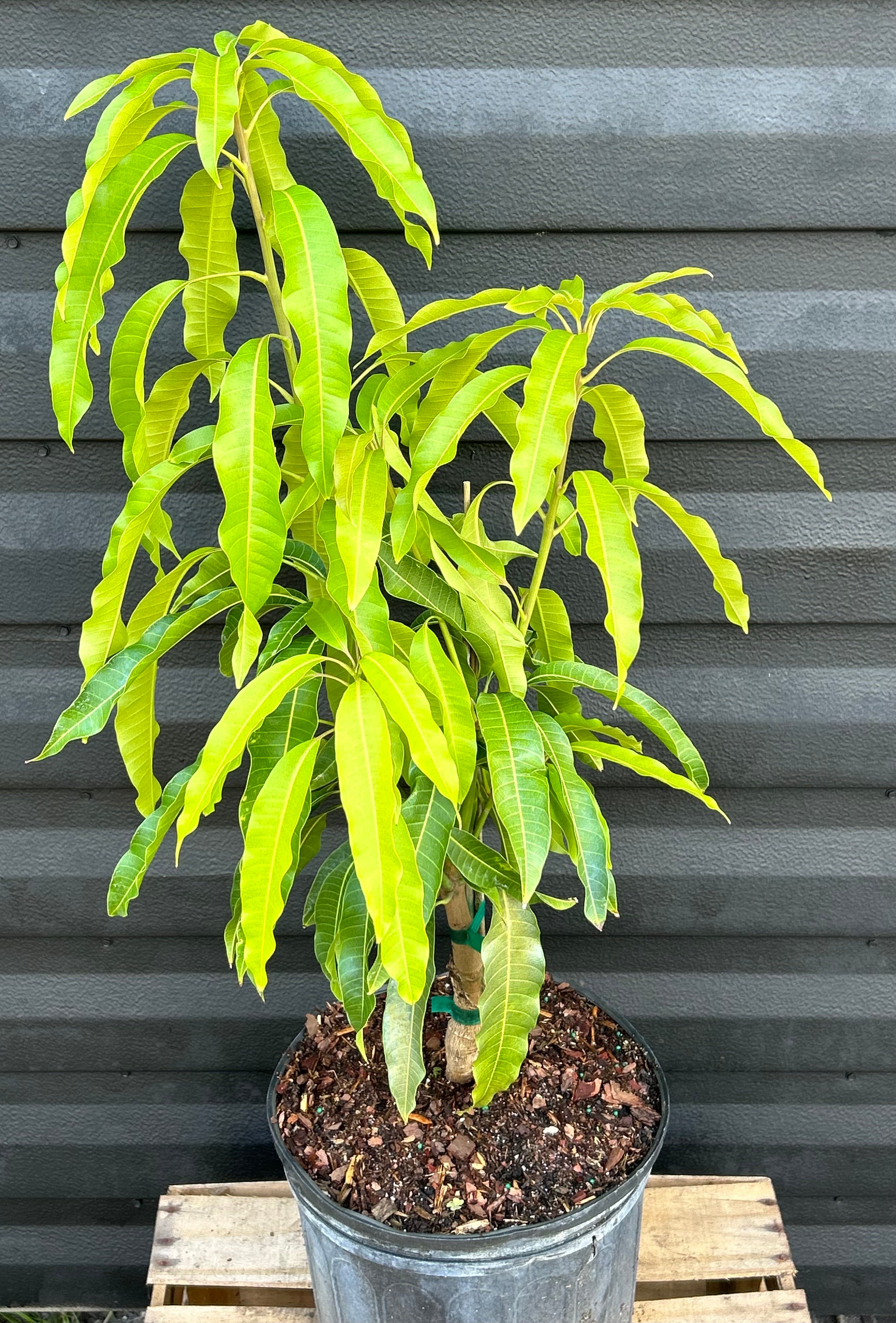 Mango Tree 'Karen Michelle' – Incredible Edible Landscapes