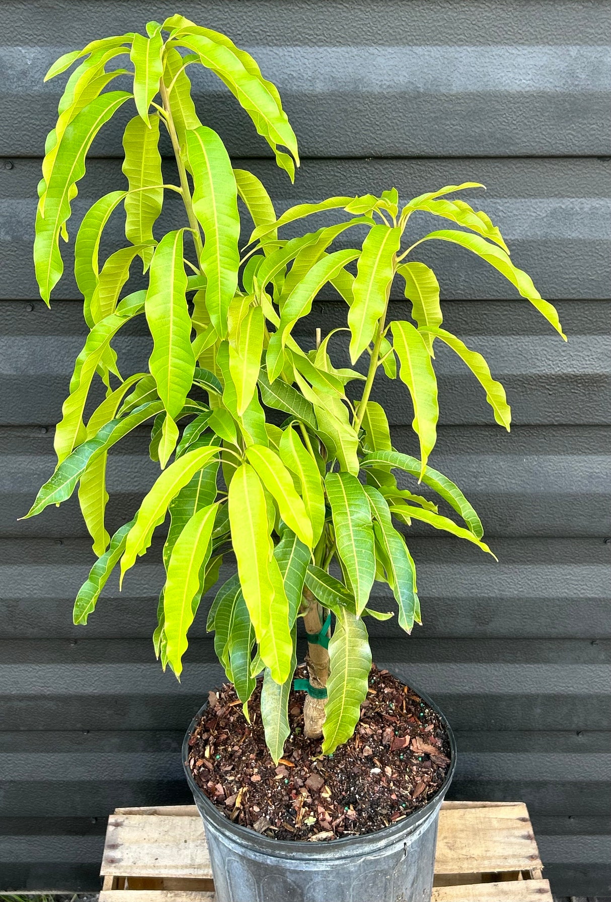 Mango Tree ‘Glenn’