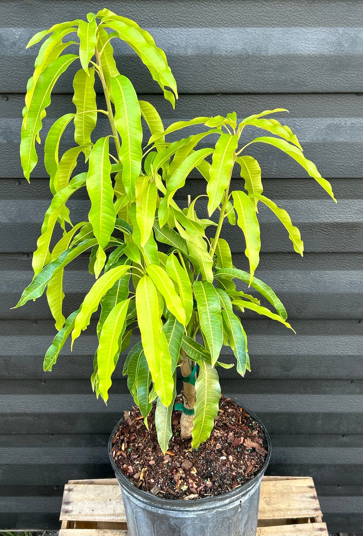 Mango Tree ‘Seacrest’ or 'Triple Sec' – Incredible Edible Landscapes