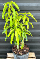 Mango Tree ‘Glenn’