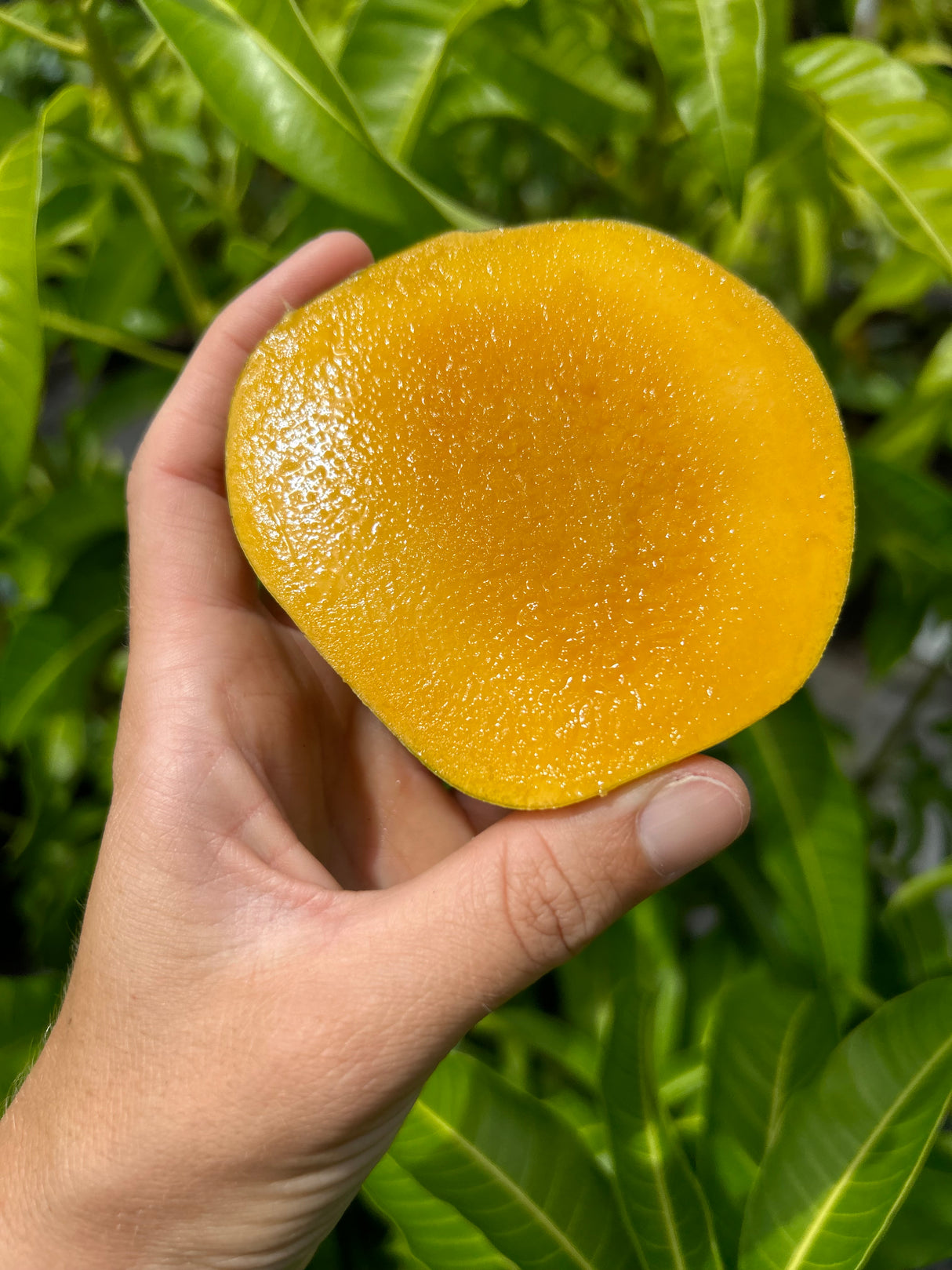 Mango Tree ‘White Piri’