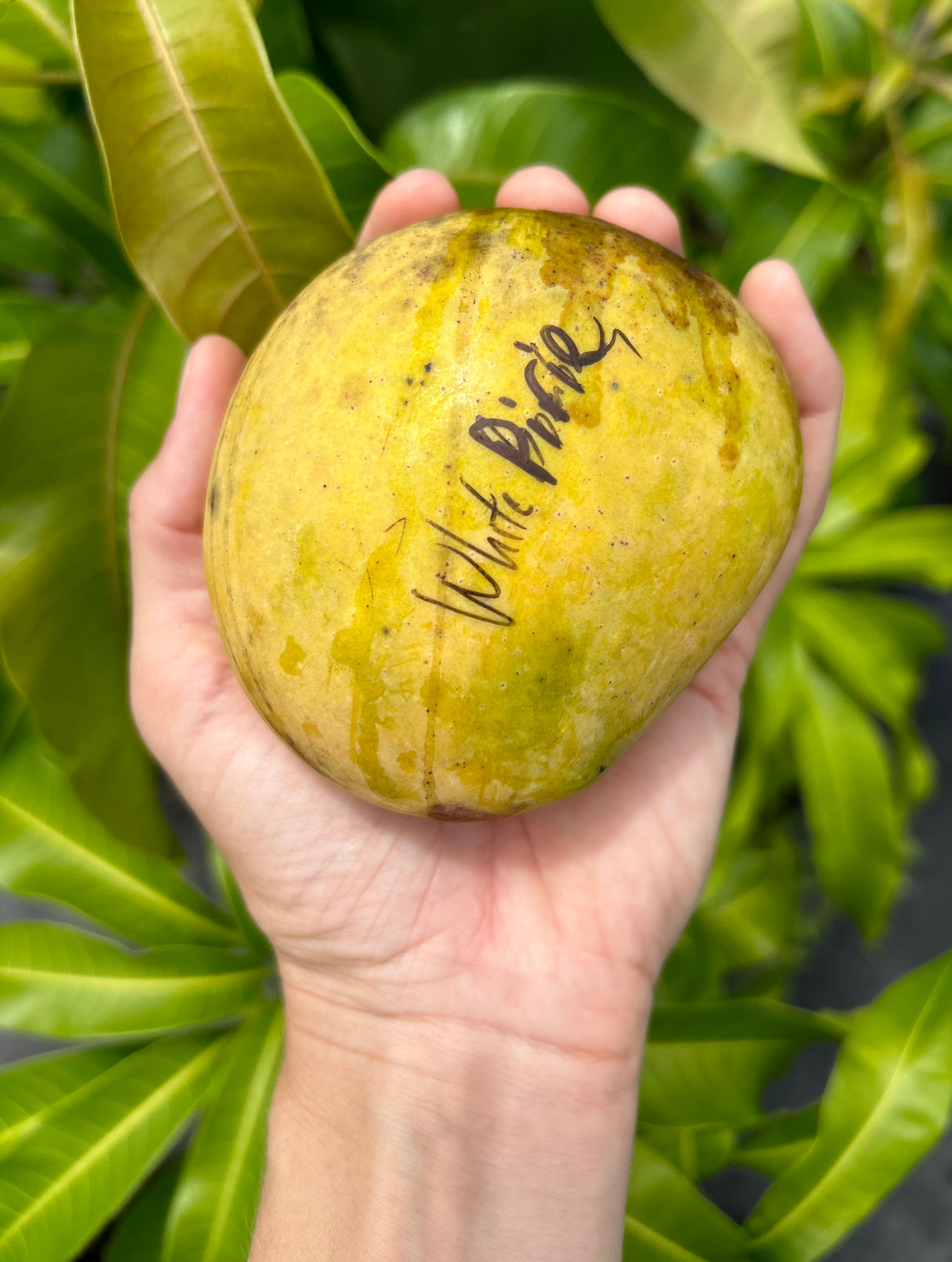 Mango Tree ‘White Piri’