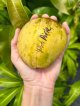 Mango Tree ‘White Piri’