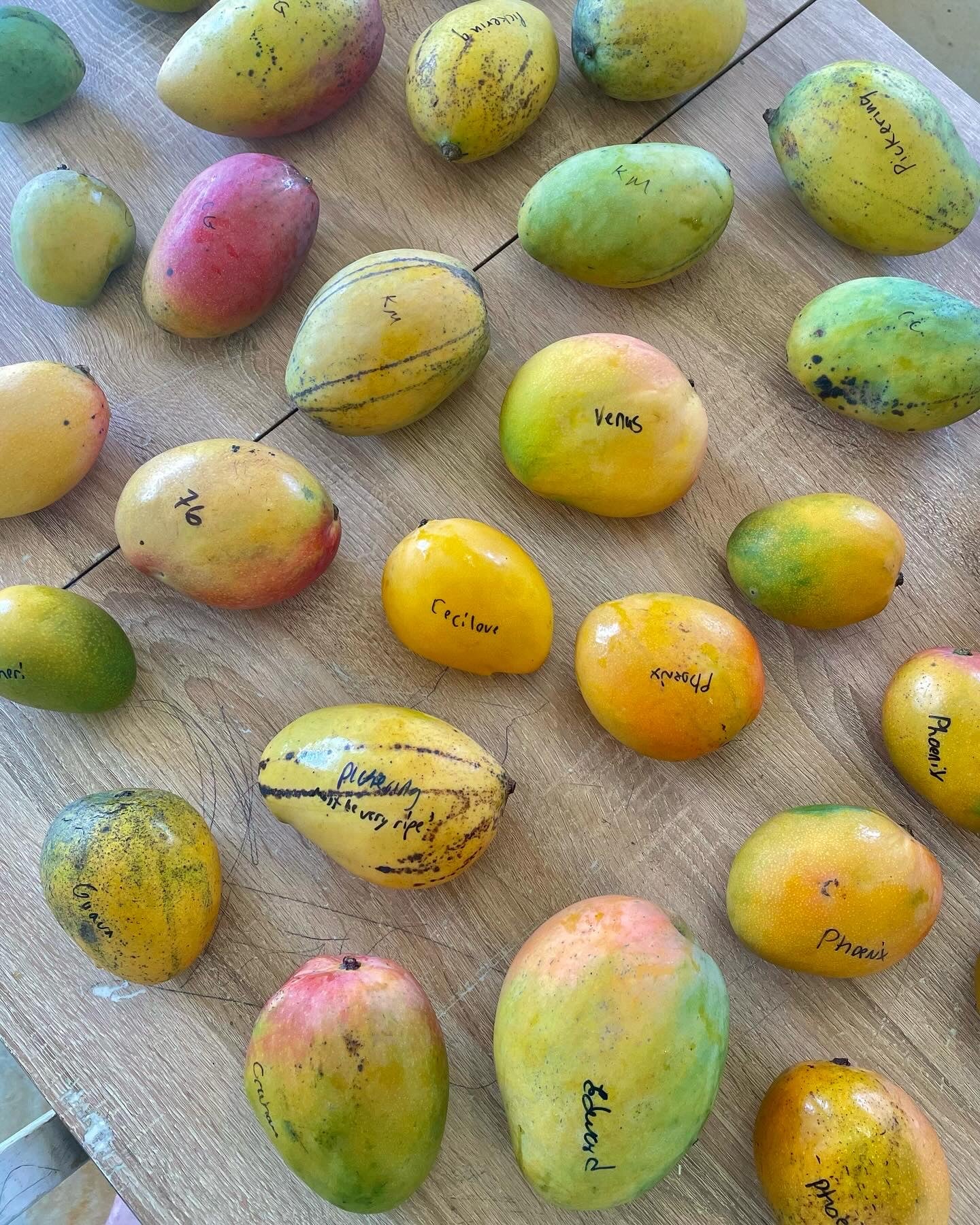 MangoPalooza 2026 // MANGO LOVER (GEN. ADMISSION) // Saturday