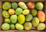 MangoPalooza 2026 // MANGO LOVER (GEN. ADMISSION) // Saturday, July 11th @ 4-8pm