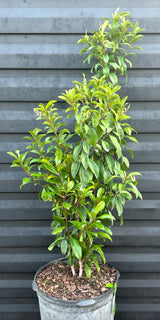 Marlberry Tree