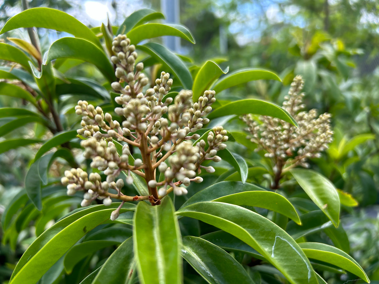 Marlberry Tree