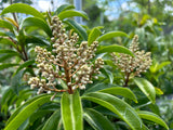 Marlberry Tree