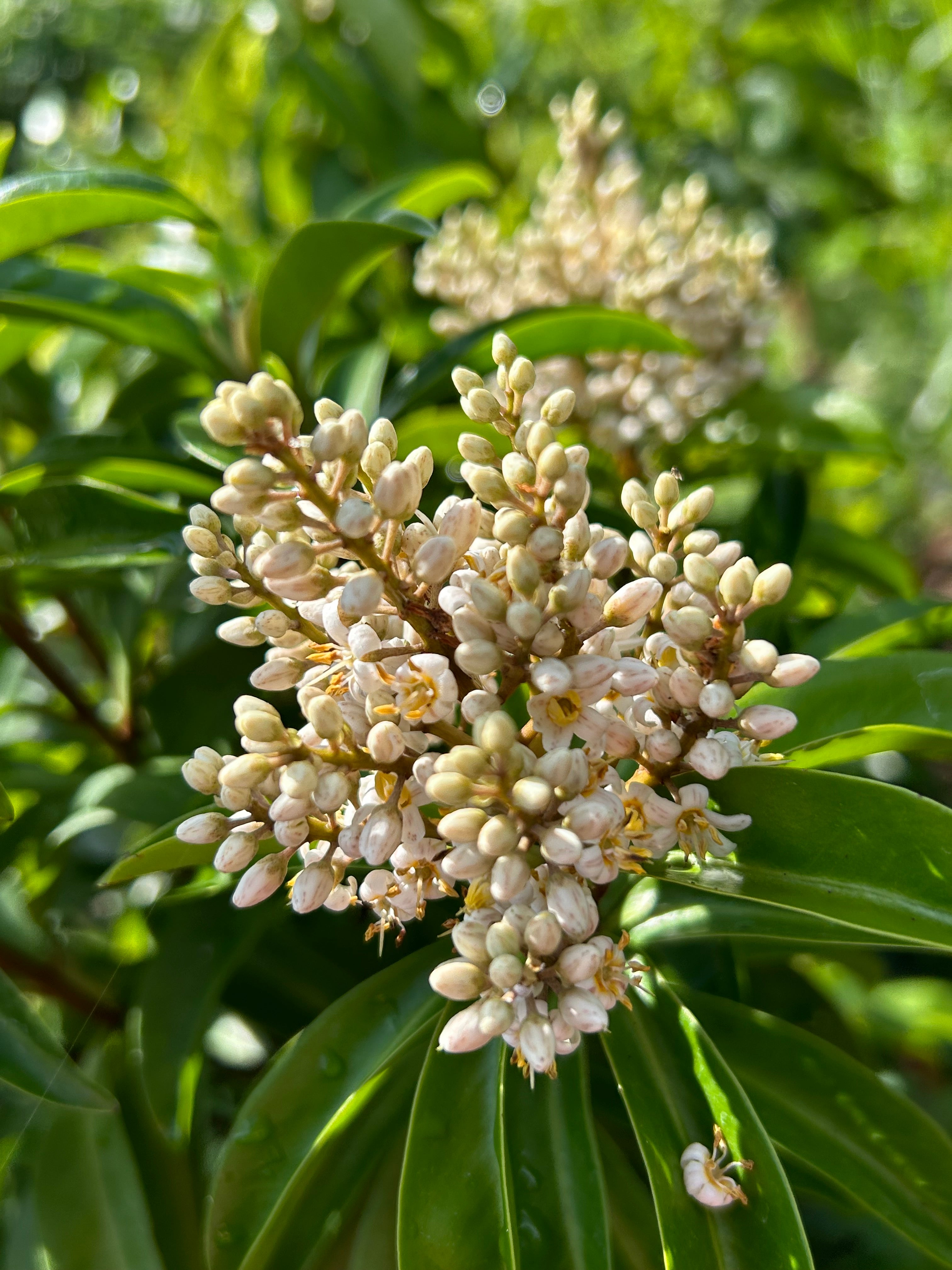 Marlberry Tree – Incredible Edible Landscapes