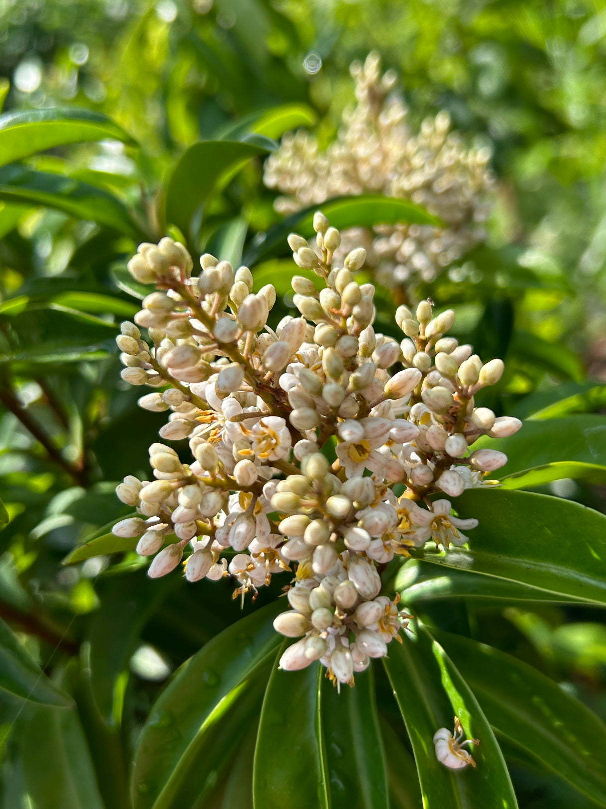 Marlberry Tree