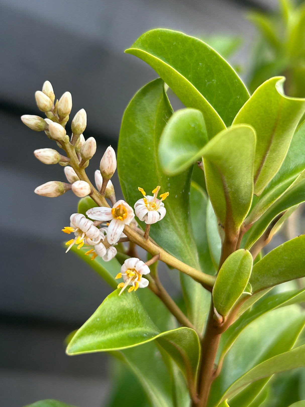 Marlberry Tree