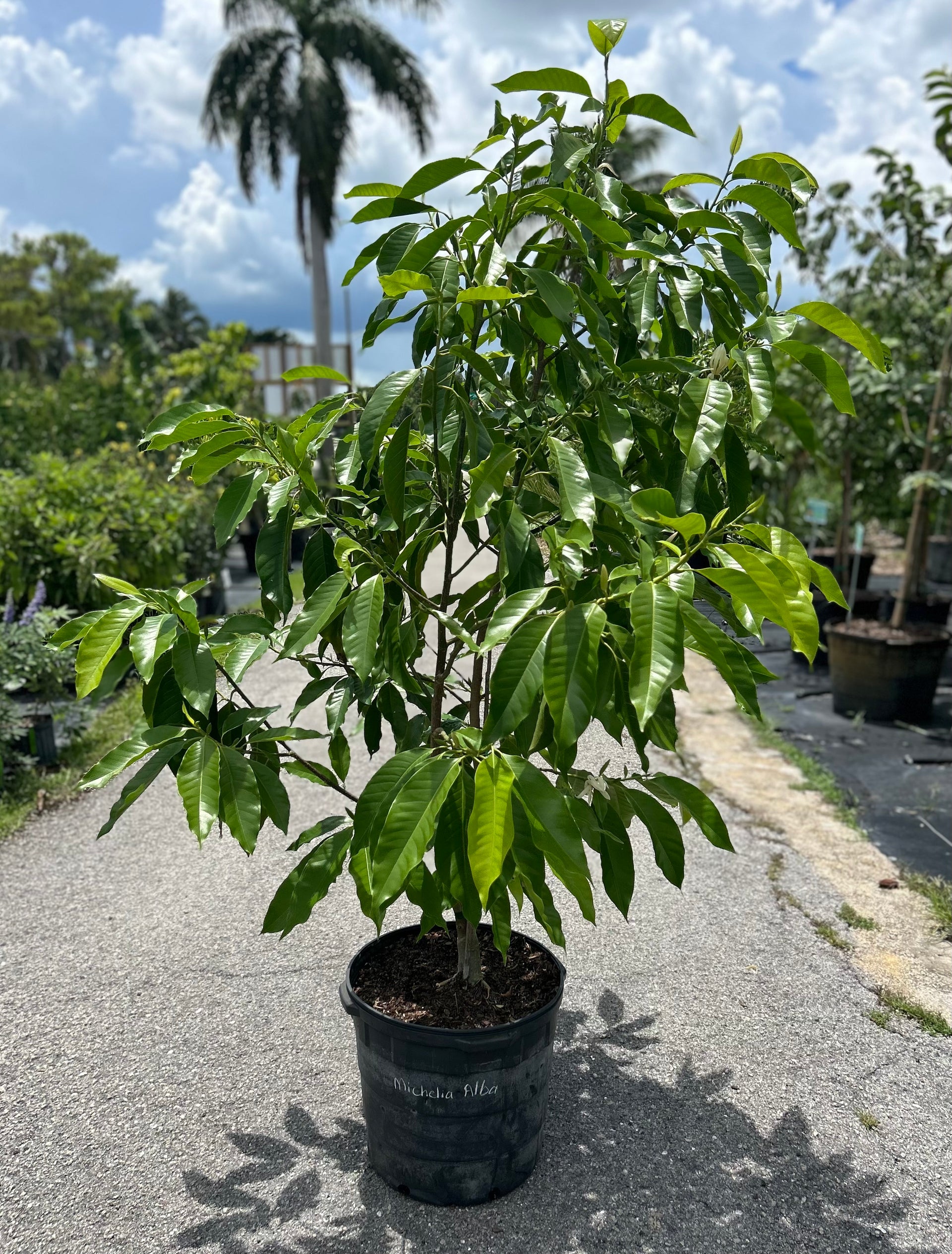 Michelia Alba Tree – Incredible Edible Landscapes