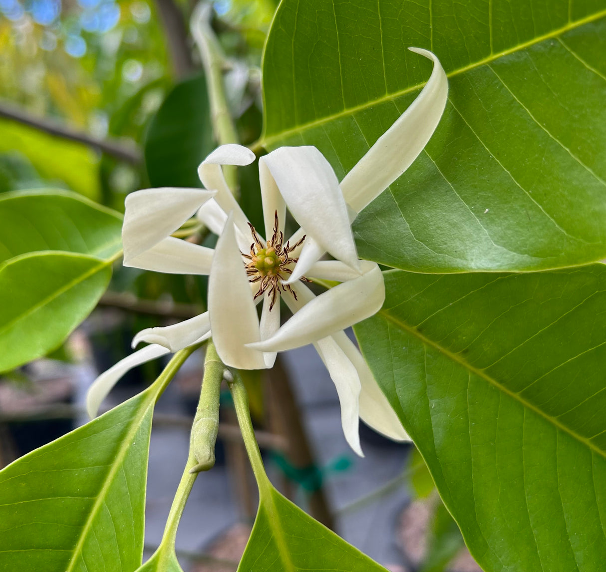 Michelia Alba Tree