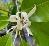 Michelia Alba Tree