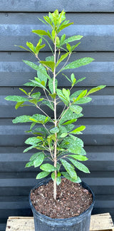 Miracle Fruit Tree