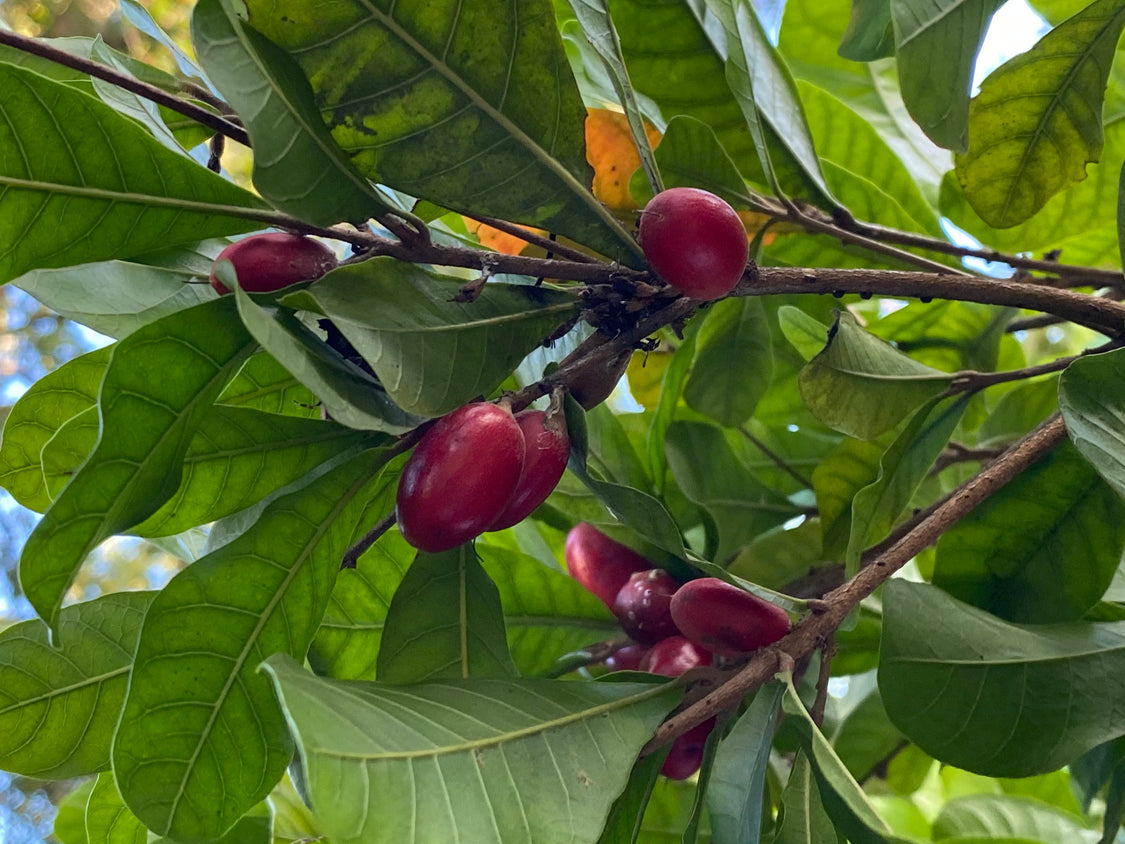 Miracle Fruit Tree – Incredible Edible Landscapes