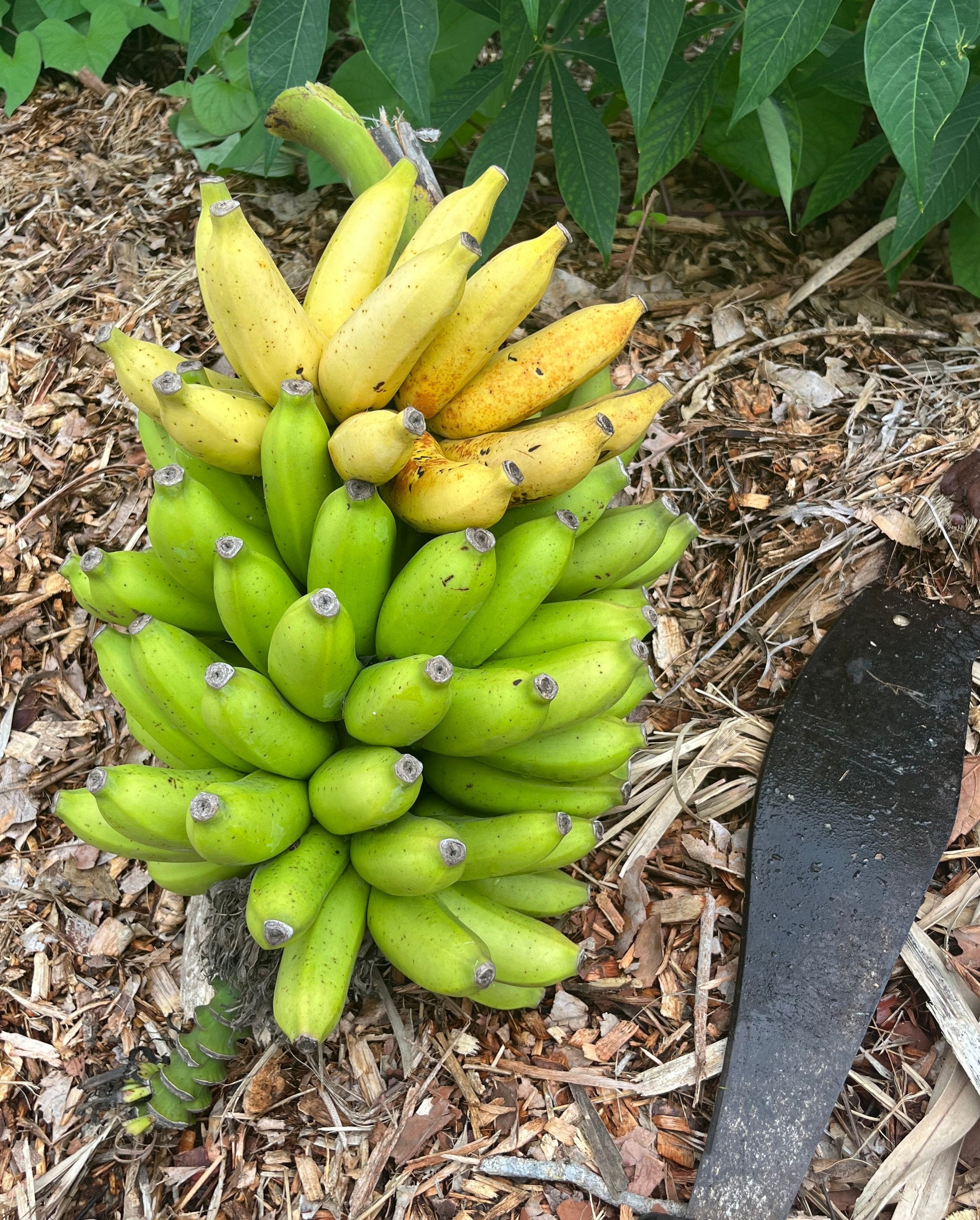 Banana Plant 'Mona Lisa' (FHIA-02) – Incredible Edible Landscapes