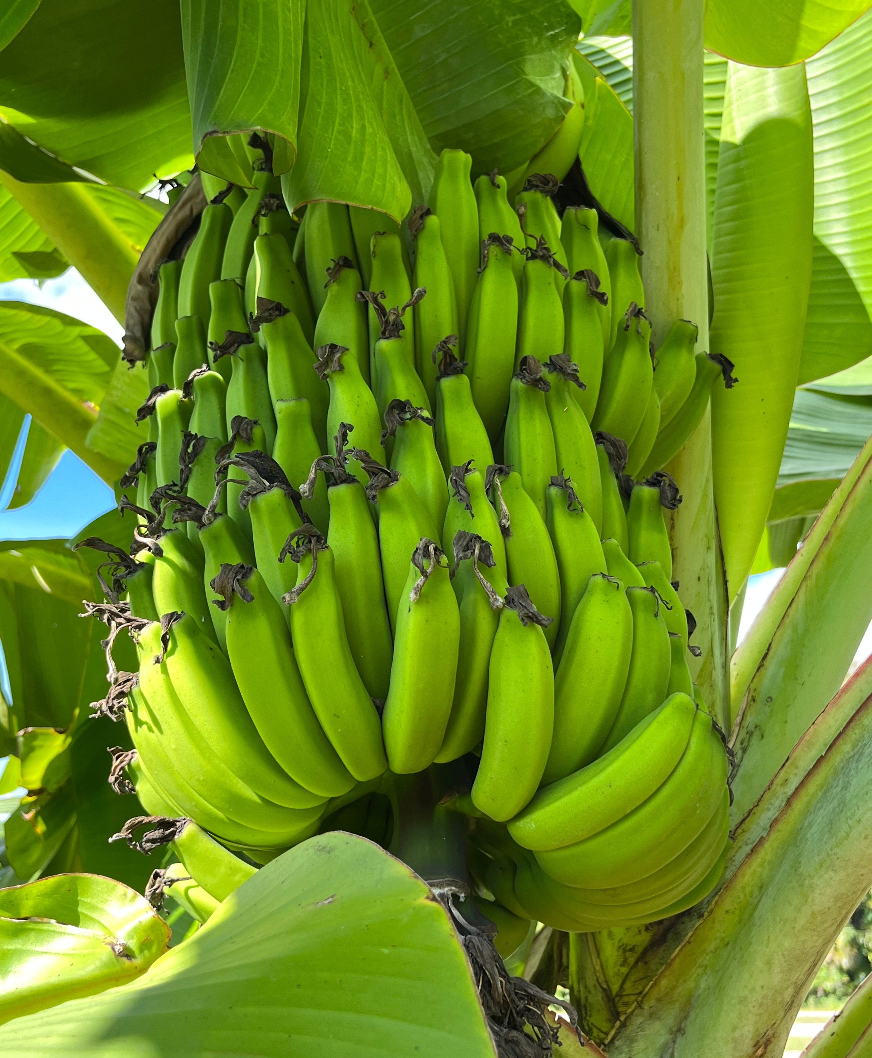 Banana Plant 'Mona Lisa' (FHIA-02) – Incredible Edible Landscapes