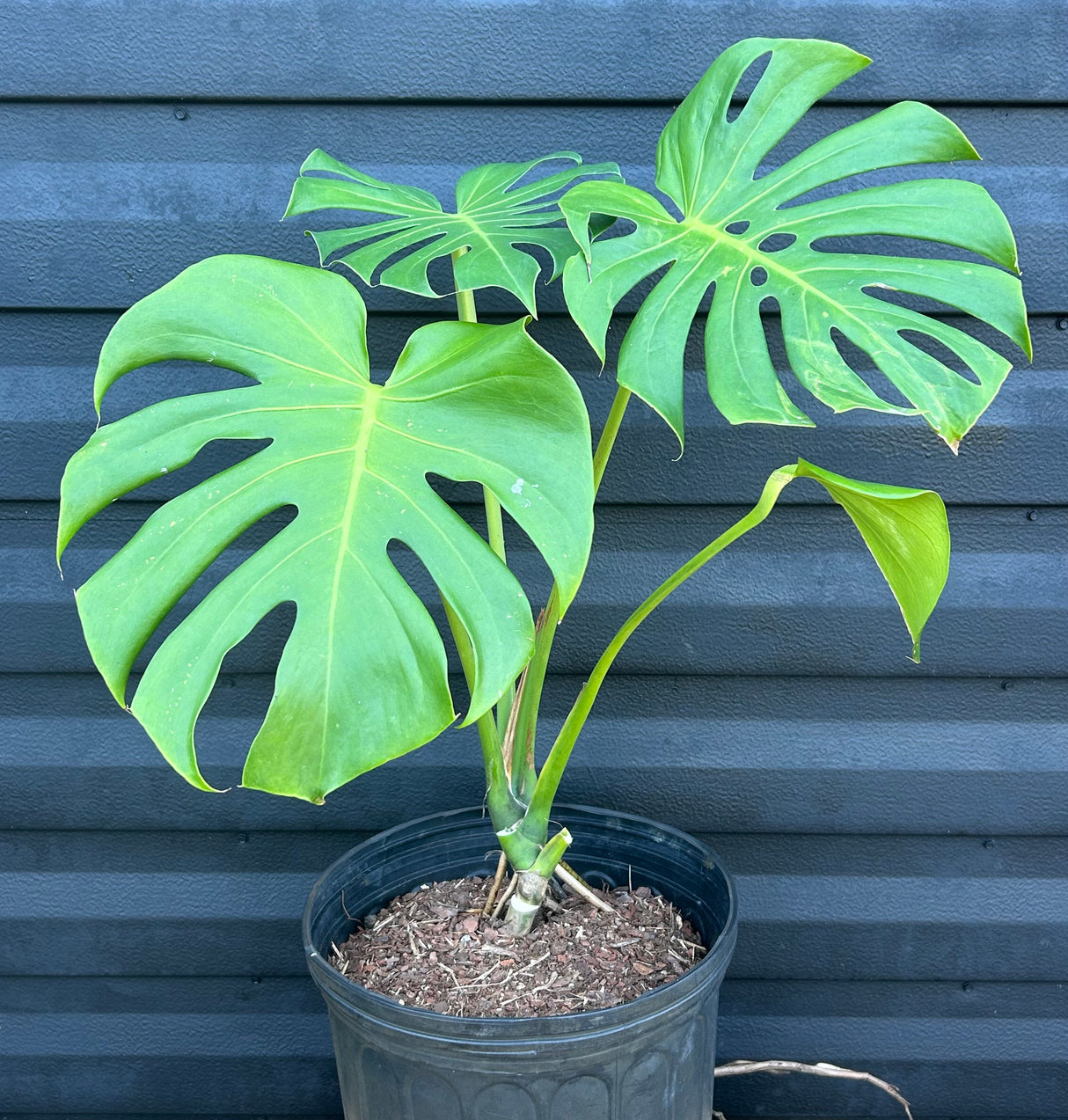 Monstera Deliciosa Plant - 1 Gallon