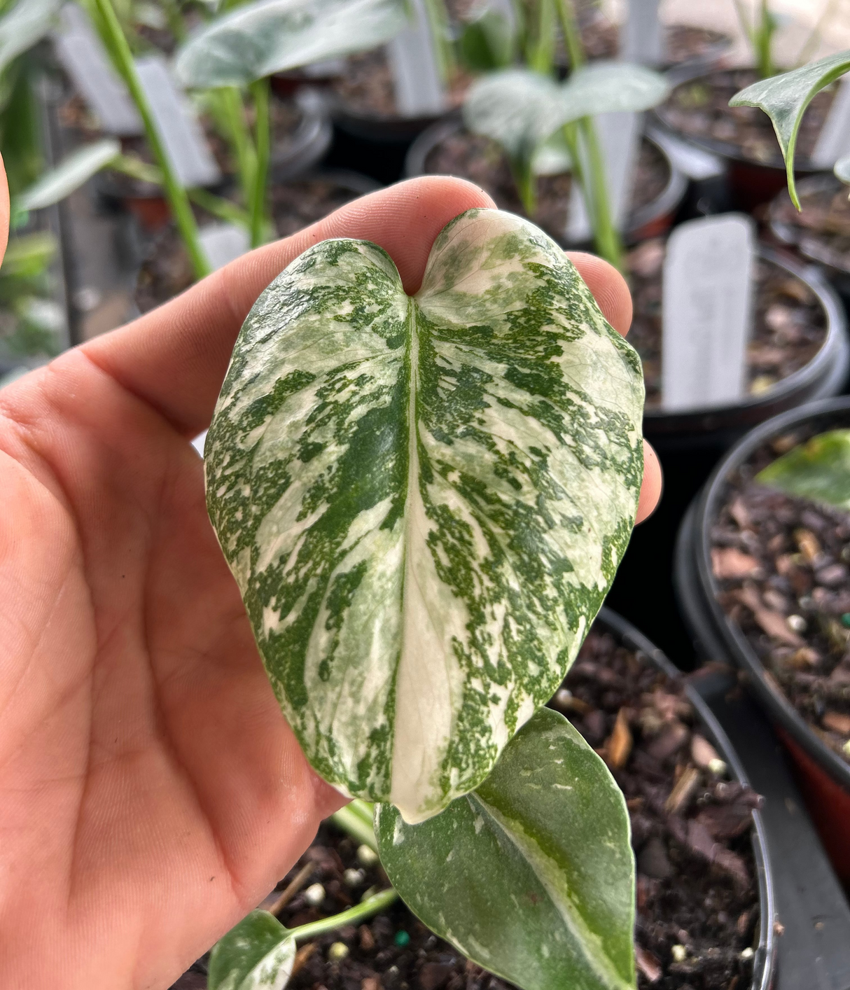 Monstera ‘Thai Constellation’