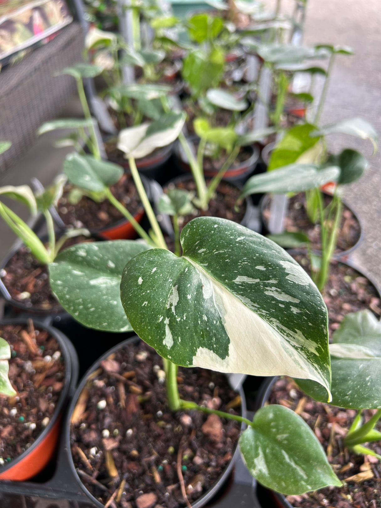 Monstera ‘Thai Constellation’