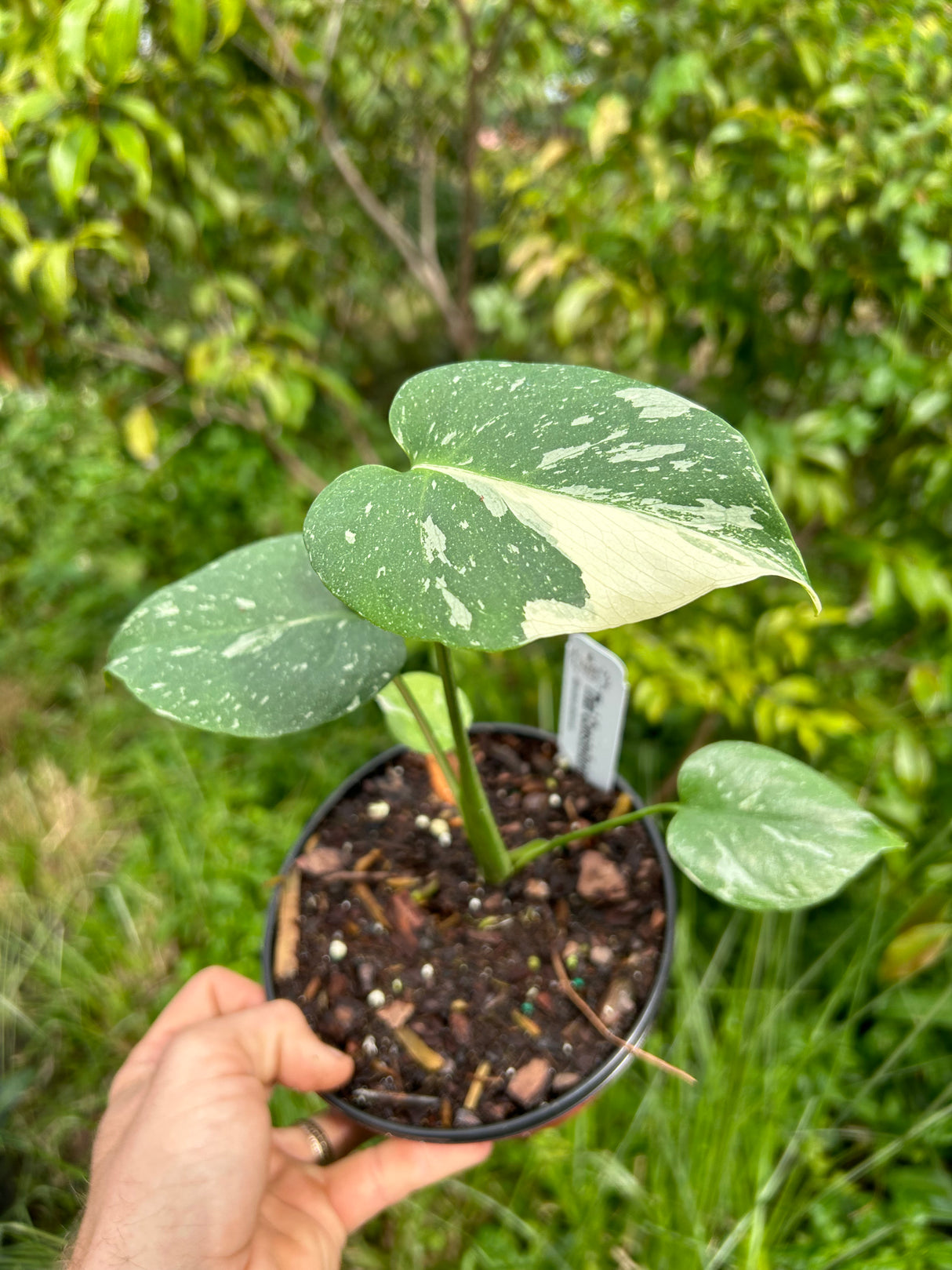 Monstera ‘Thai Constellation’