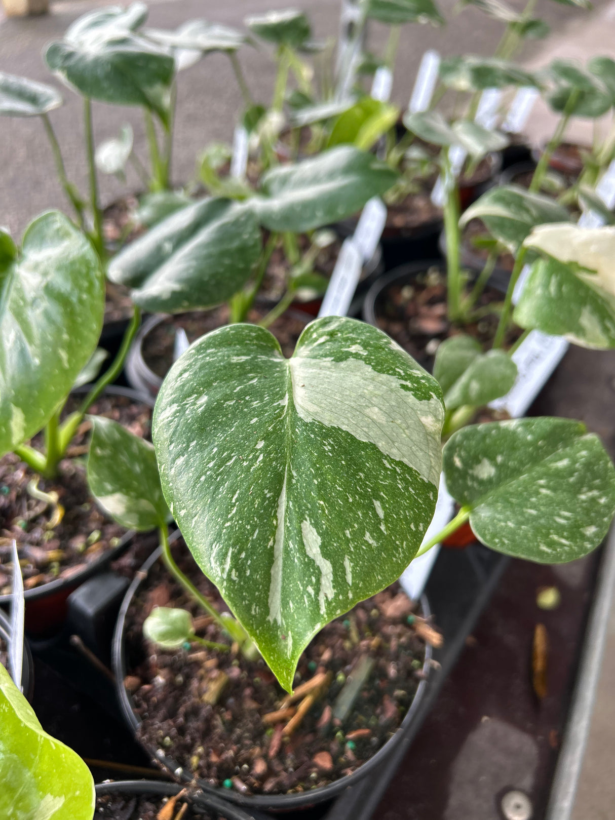 Monstera ‘Thai Constellation’