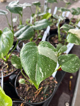 Monstera ‘Thai Constellation’