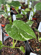 Monstera ‘Thai Constellation’