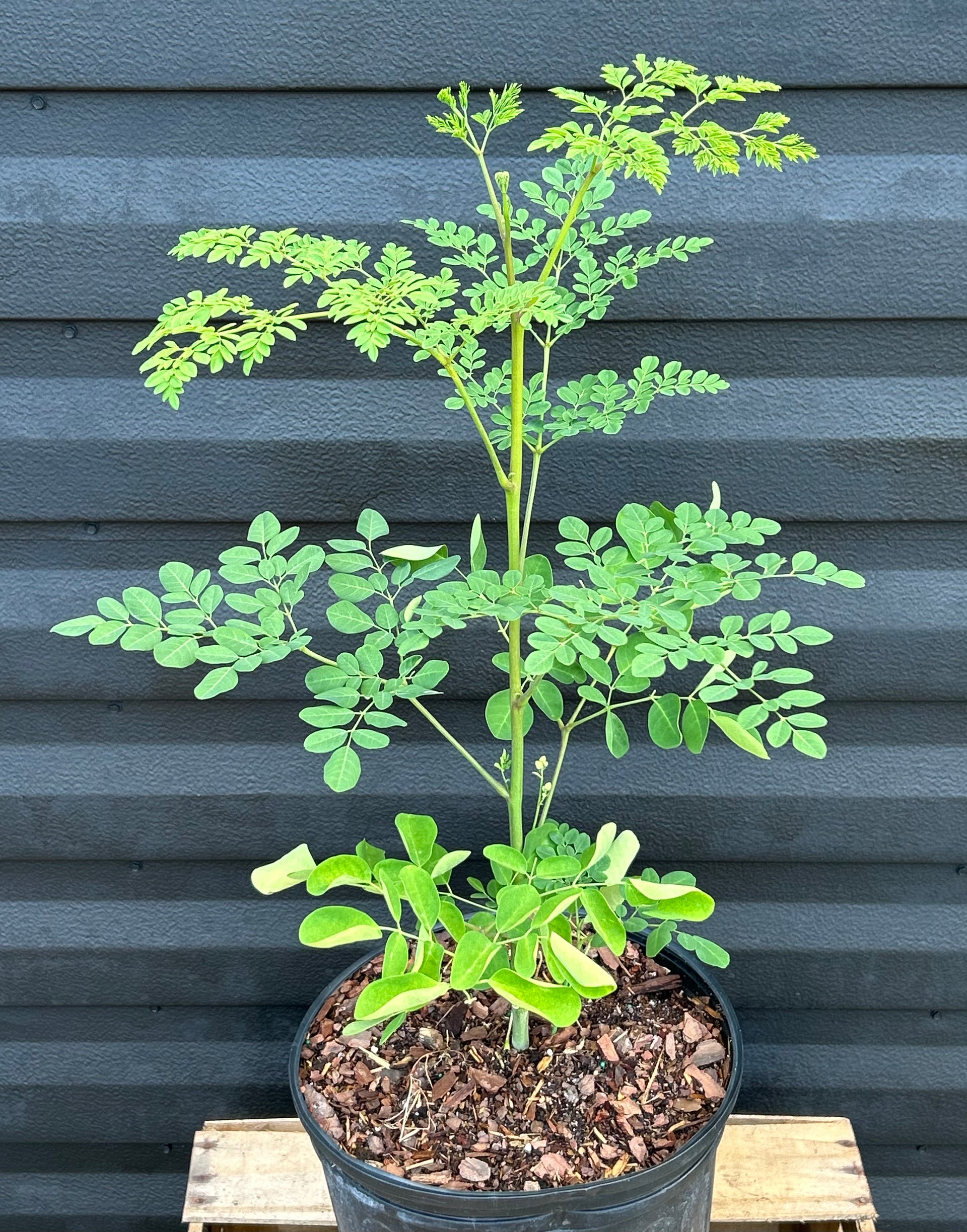 moringa aloe vera plant Moringa Tree
