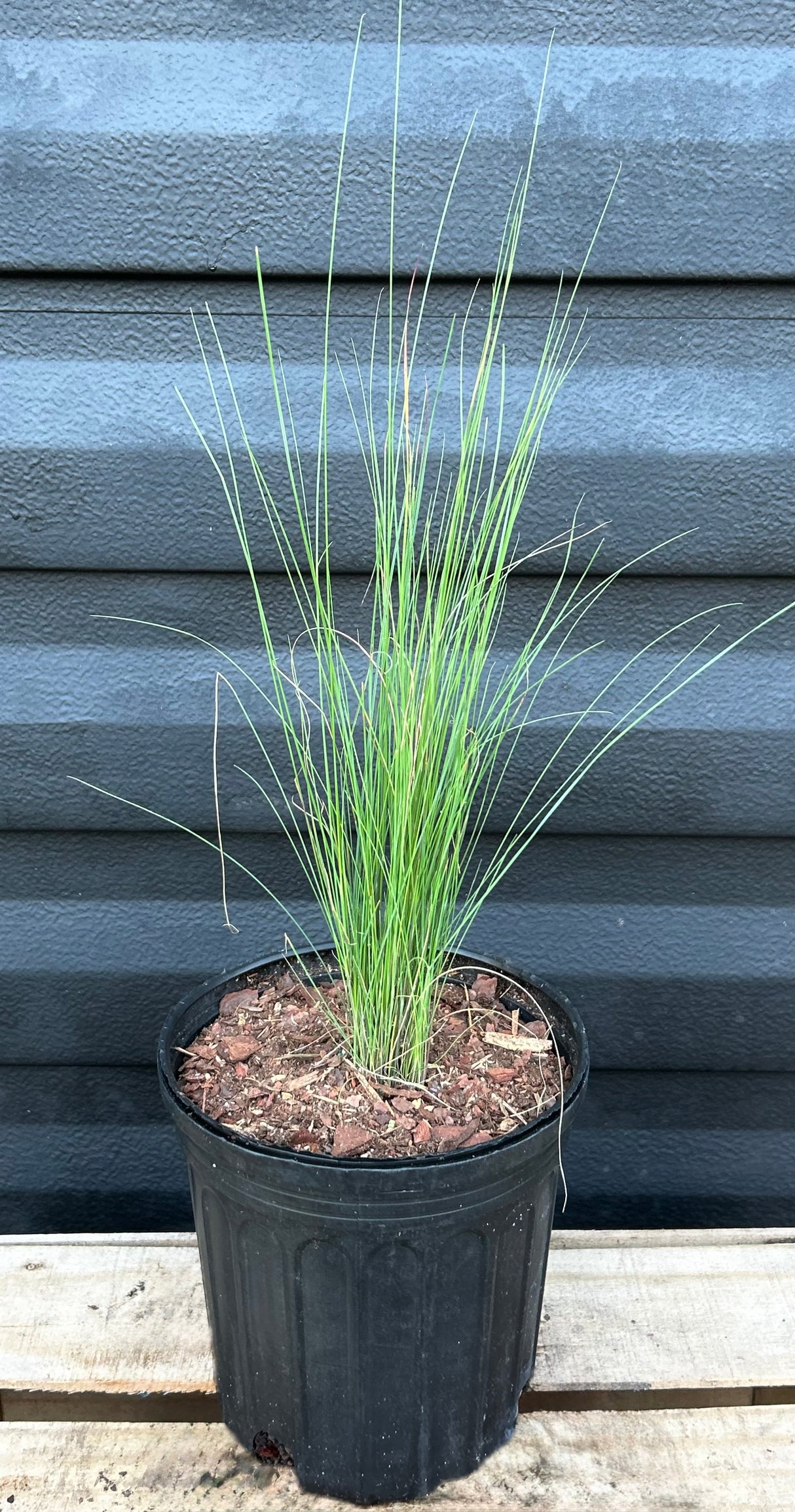 Muhly Grass