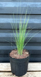 Muhly Grass