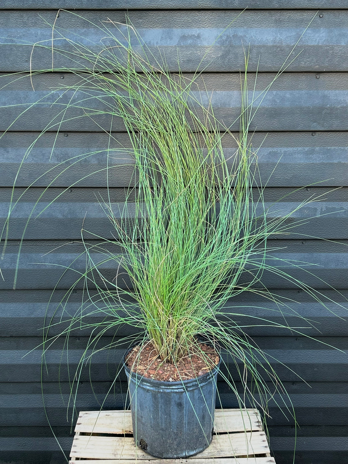 Muhly Grass
